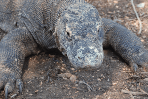 Lorem ipsum-Komodo Labuan Bajo Flores