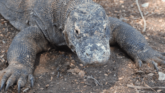 Lorem ipsum-Komodo Labuan Bajo Flores